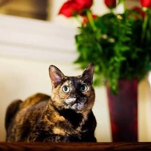 Meet your Posher, Paige